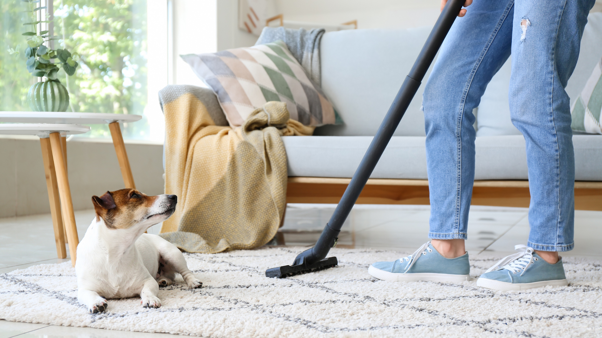 Ultimate Pet Cleaning Guide with CleanHQ